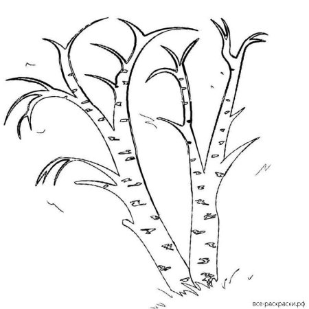 Дерево береза раскраска для детей