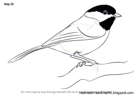 Синичка раскраска для детей