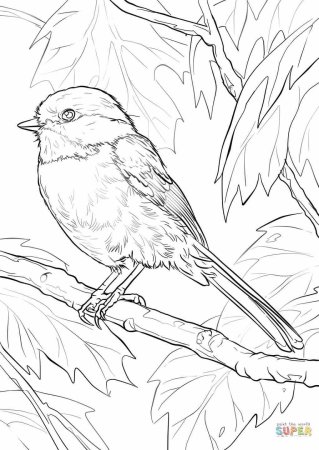 Синица раскраска для детей