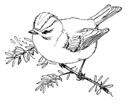 Синица раскраска