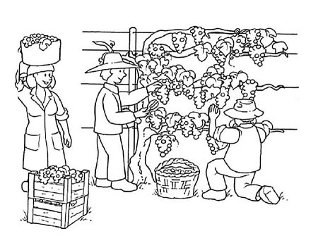 Раскраска сбор урожая