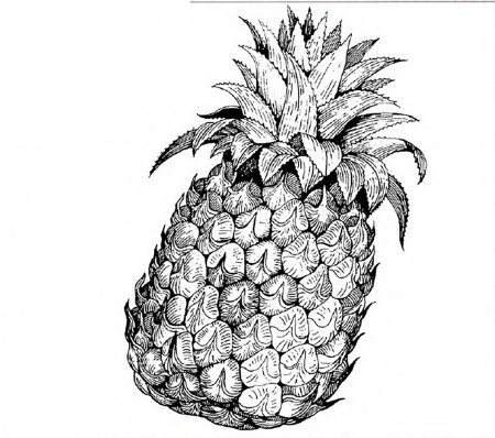 Раскраска экзотические фрукты