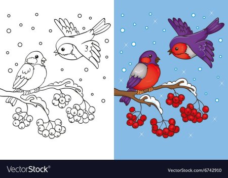 Снегирь рисунок карандашом