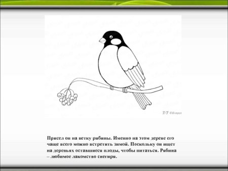 Снегирь раскраска