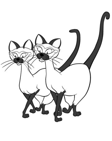 Коты Аристократы сиамские кошки