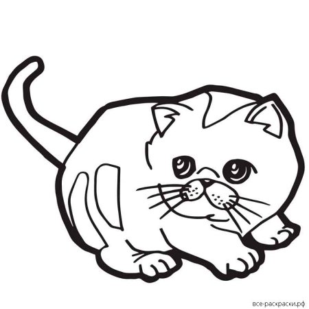 Раскраска кошка с одеждой