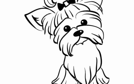 Бивер-Йоркширский терьер