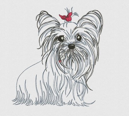 Раскраска Йоркширский терьер