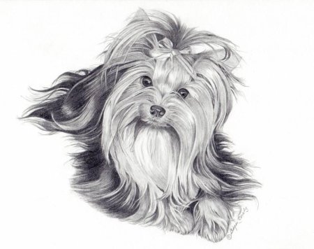 Йорк раскраска