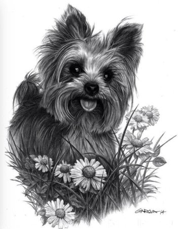 Йоркширский терьер