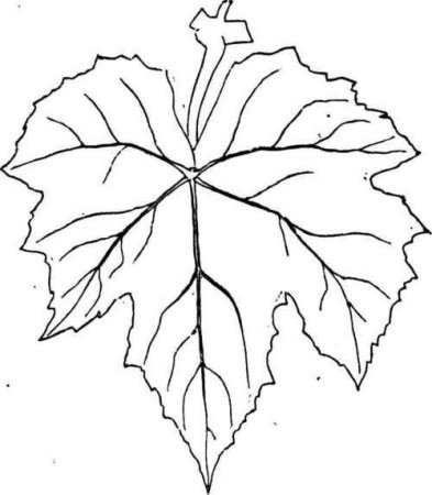 Лист клёна рисунок