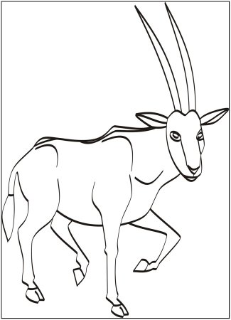 Кавказская Серна раскраска