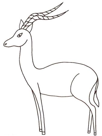 Раскраска "Дикие животные"