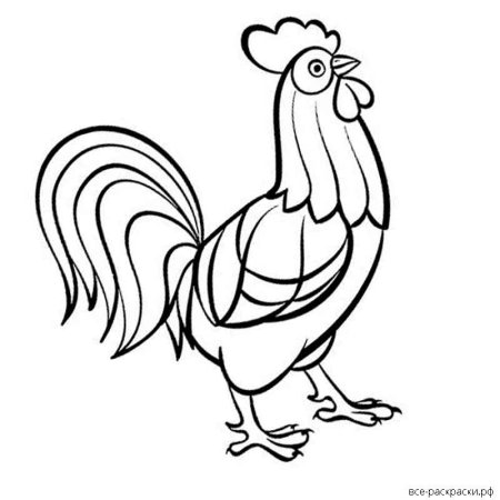 Петух раскраска