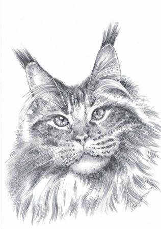 Кот Мейн кун рисунок