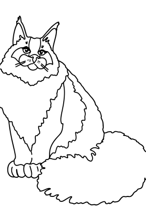 Мейн кун рисунок детский