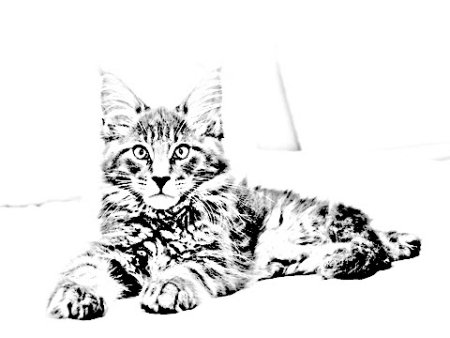 Кот Мейн кун