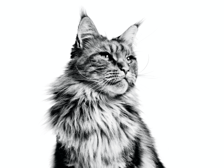 Кот Мейн кун черно белый