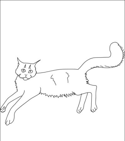Раскраска кота Мейн куна