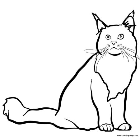 Раскраска кошка Мейн кун