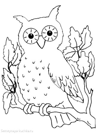 Сова на ветке раскраска