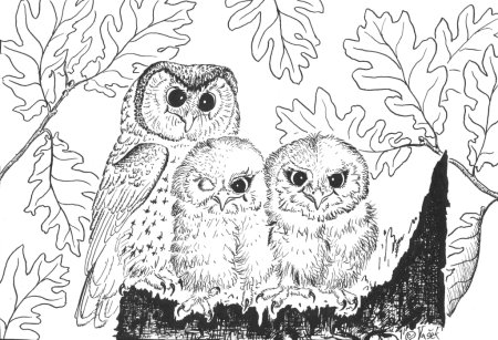 Сова раскраска