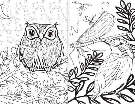 Сова раскраска в природе