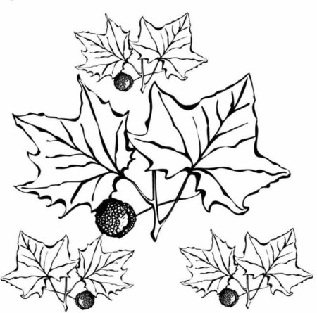 Гриб раскраска