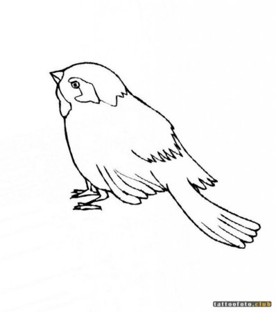 Раскраска птицы Воробей