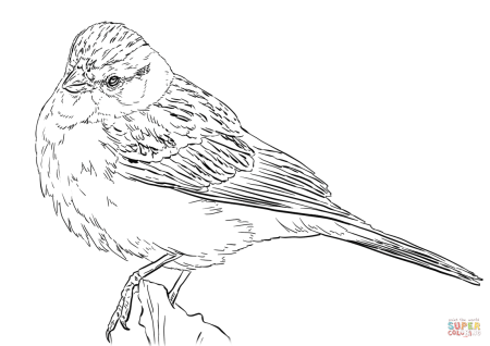 Раскраска для малышей. Птицы