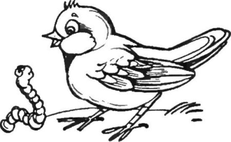 Птицы. Раскраска