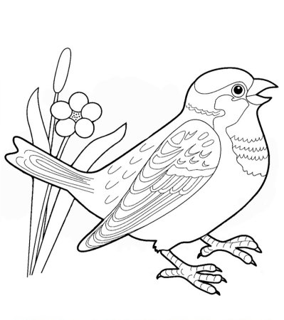 Птичка раскраска для детей
