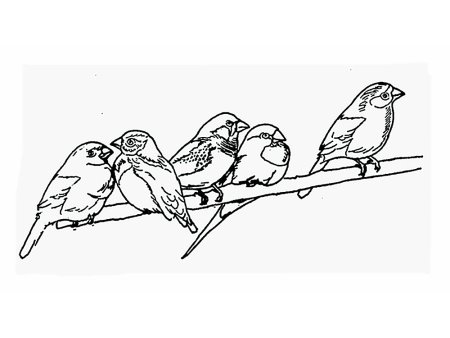 Птицы. Раскраска