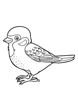 Птицы. Раскраска