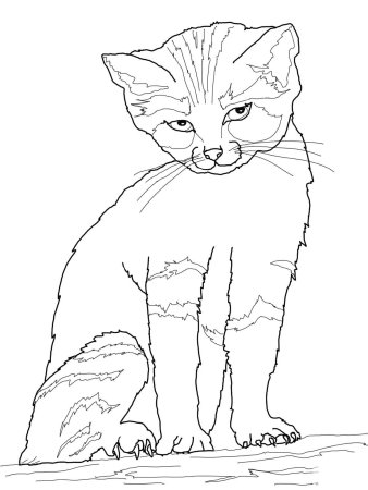 Раскраски коты
