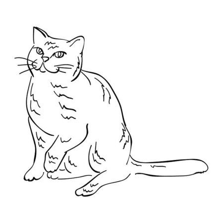 Раскраска кот