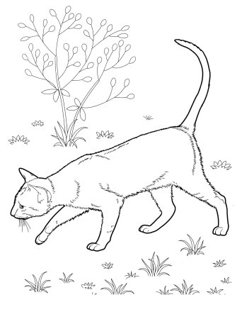 Раскраска. Котики