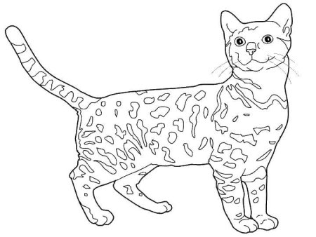 Кошки. Раскраска