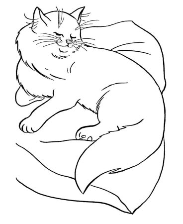 Раскраска вислоухий котёнок