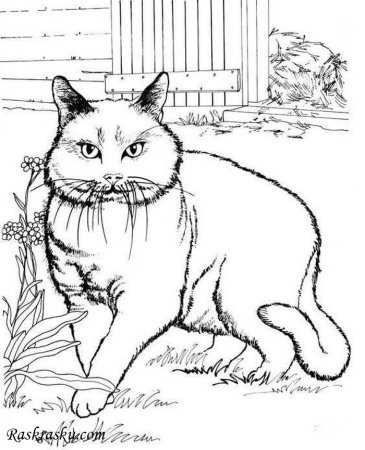 Кошка рисунок