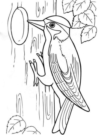 Птицы раскраска для детей