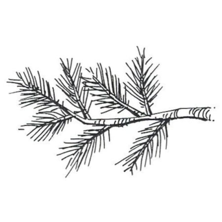 Ветка елки раскраска для детей