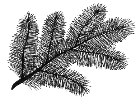 Ветка сосны