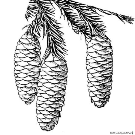 Шишки раскраска