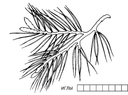Хвоинки сосны раскраска