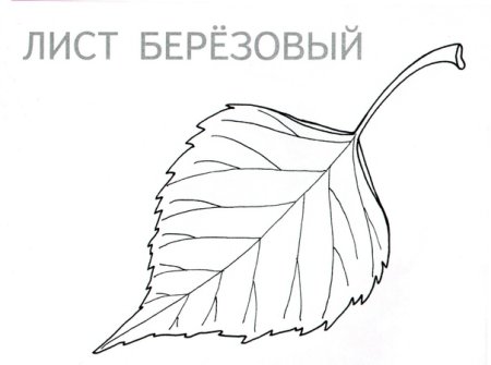 Лист березы раскраска для детей