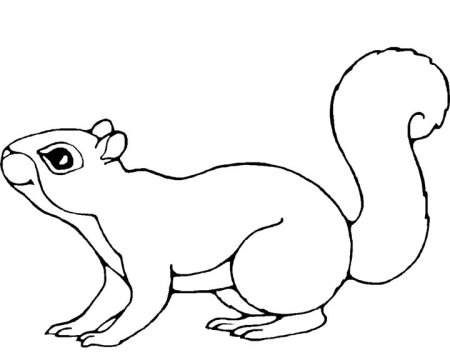 Белка зимой раскраска