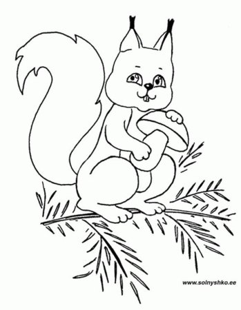 Белочка рисунок раскраска