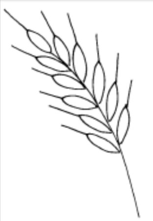 Колосок пшеницы раскраска