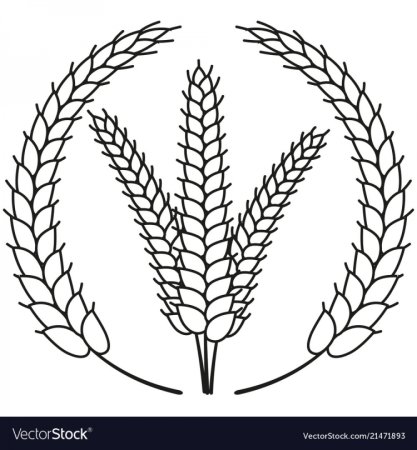 Раскраска колосок пшеницы для детей